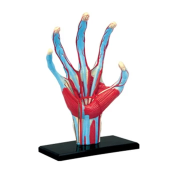 co231 Модель скелета человеческой руки, Анатомическая модель, Анатомия, подарок своими руками, детский пазл